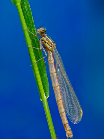 Libelle