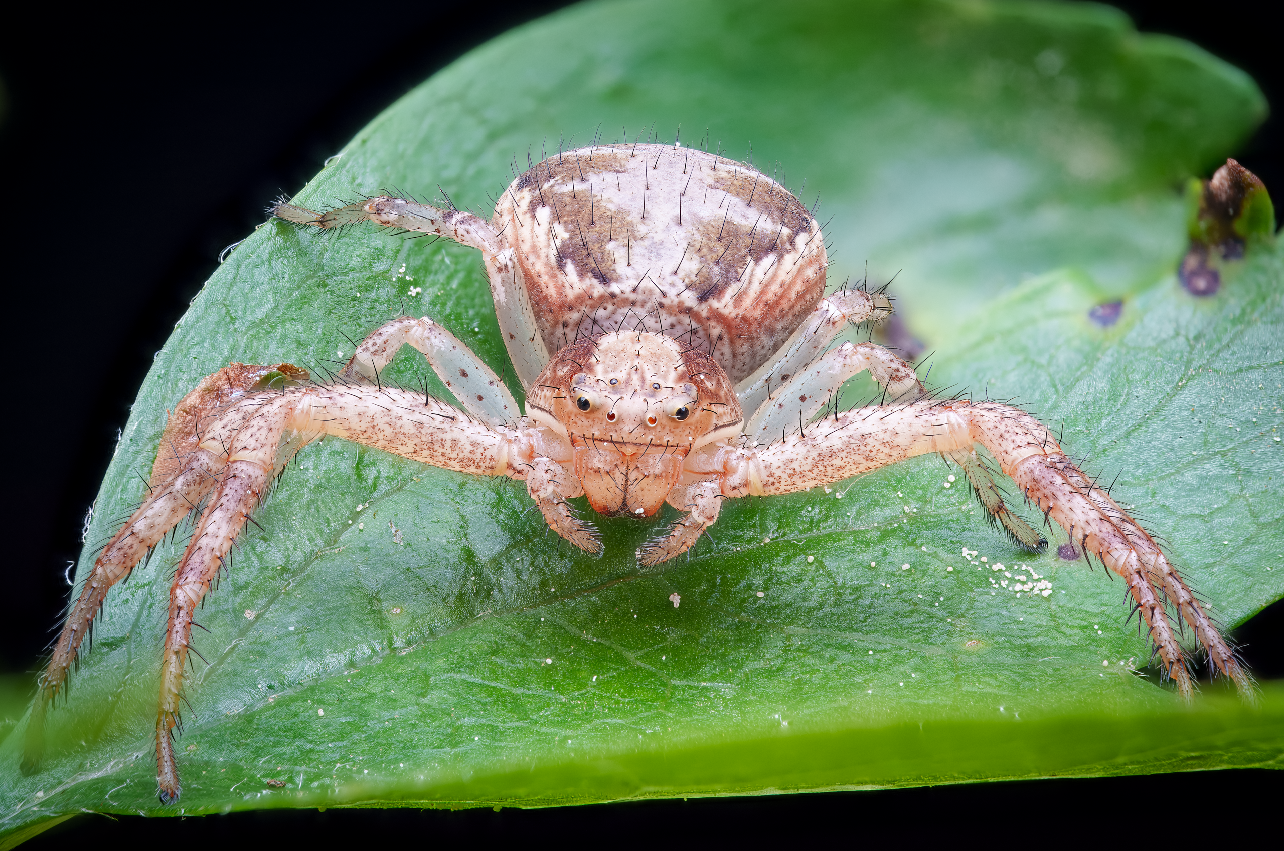 Busch-Krabbenspinne (Xysticus cristatus)