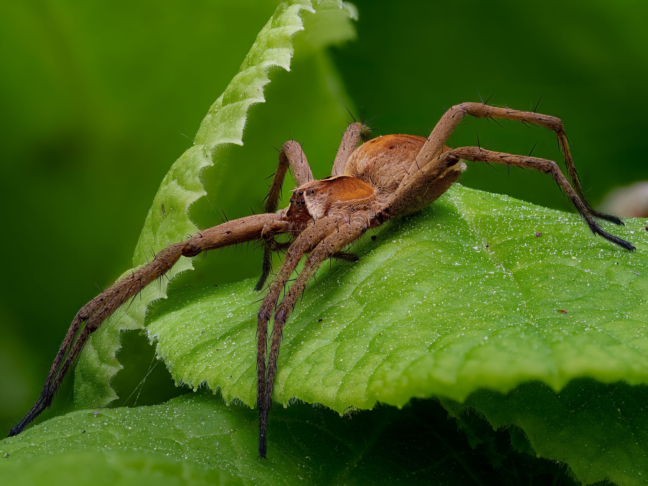 Listspinne (Pisaura mirabilis)