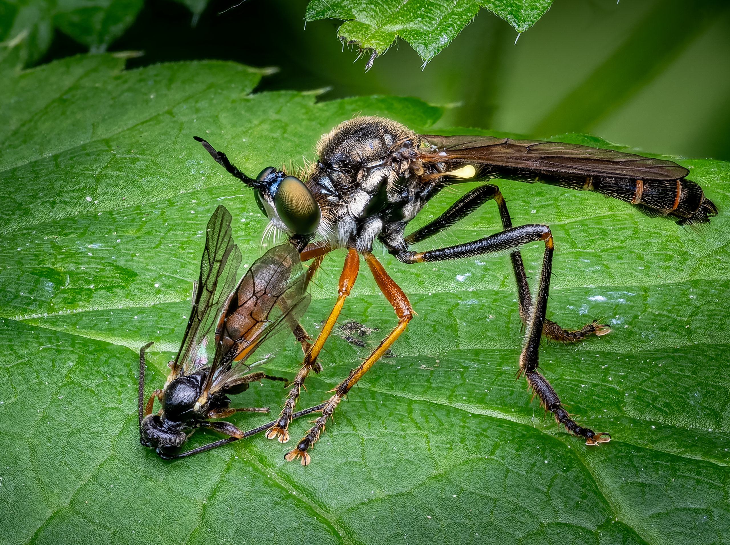 Rotbeinige Raubfliege (Dioctria rufipes)