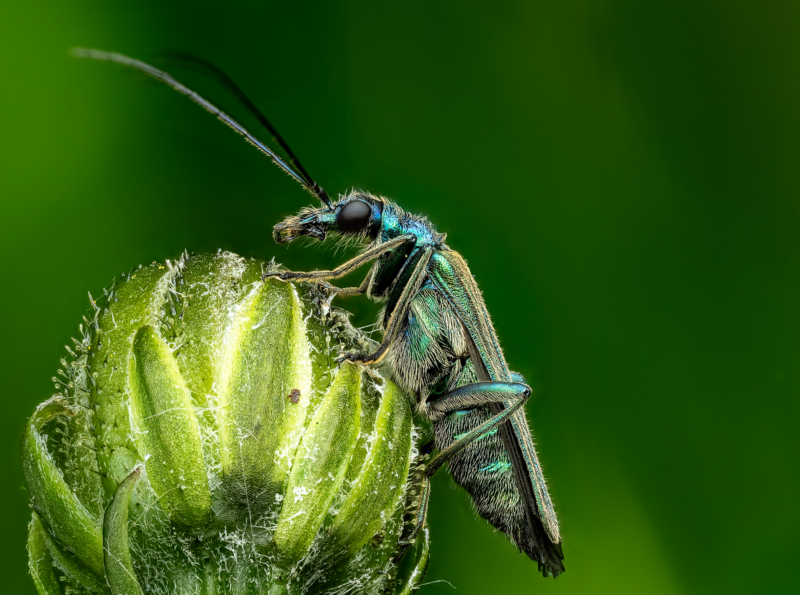 Scheinbockkäfer (Oedemeridae)