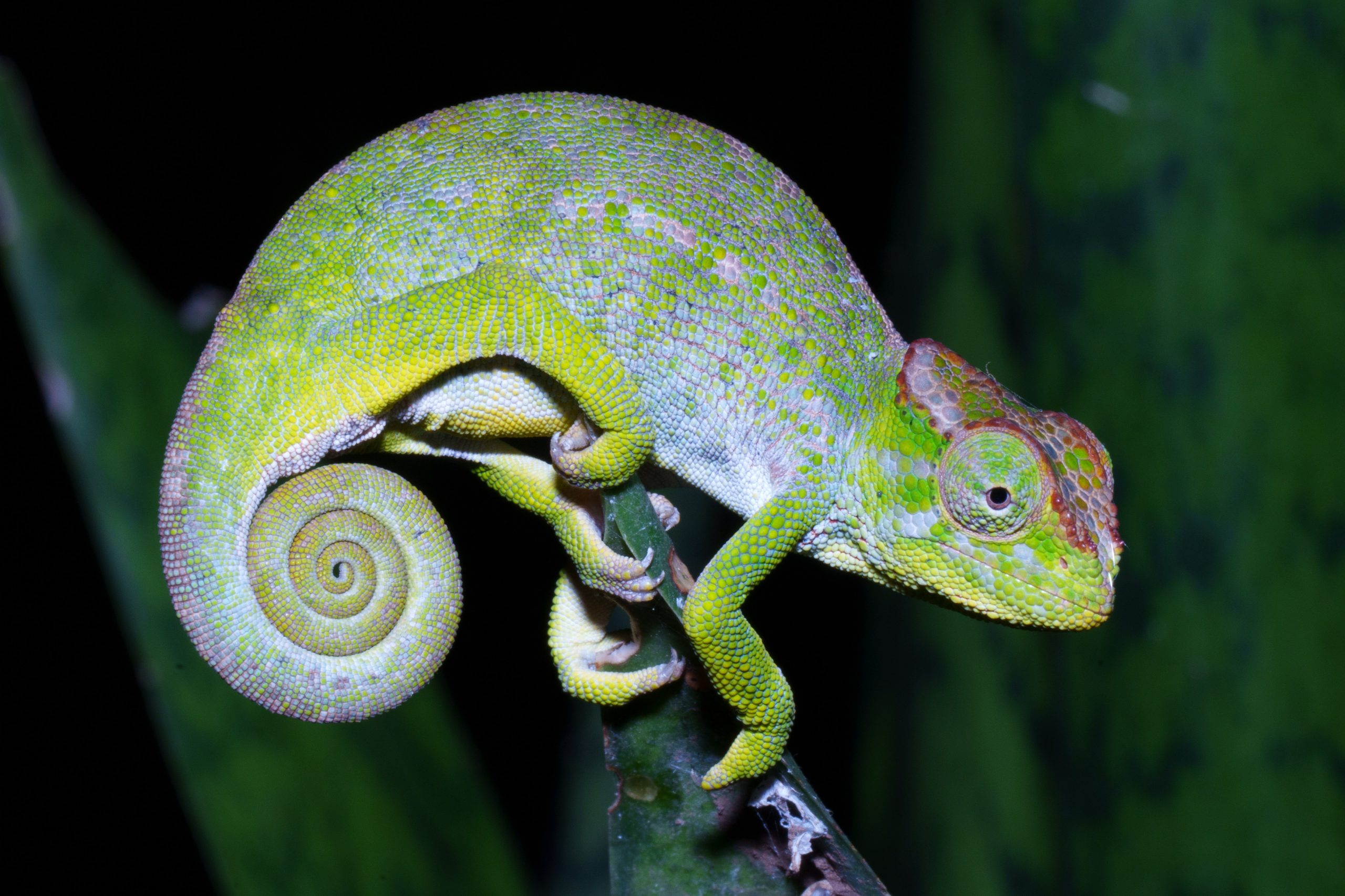 A7409341 1 Scaled