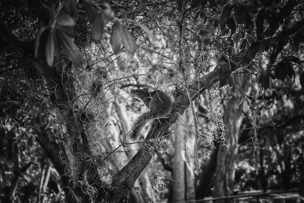 Home Black and white capture of a squirrel perched on a tree branch in the woods.