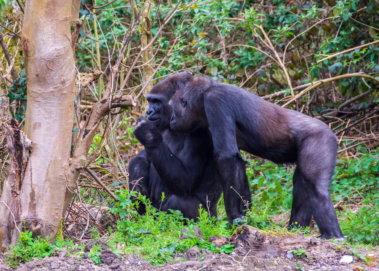 Mastering the First Impression: Your intriguing post title goes here Two adult gorillas in a lush forest setting, showcasing social interaction and natural behavior.