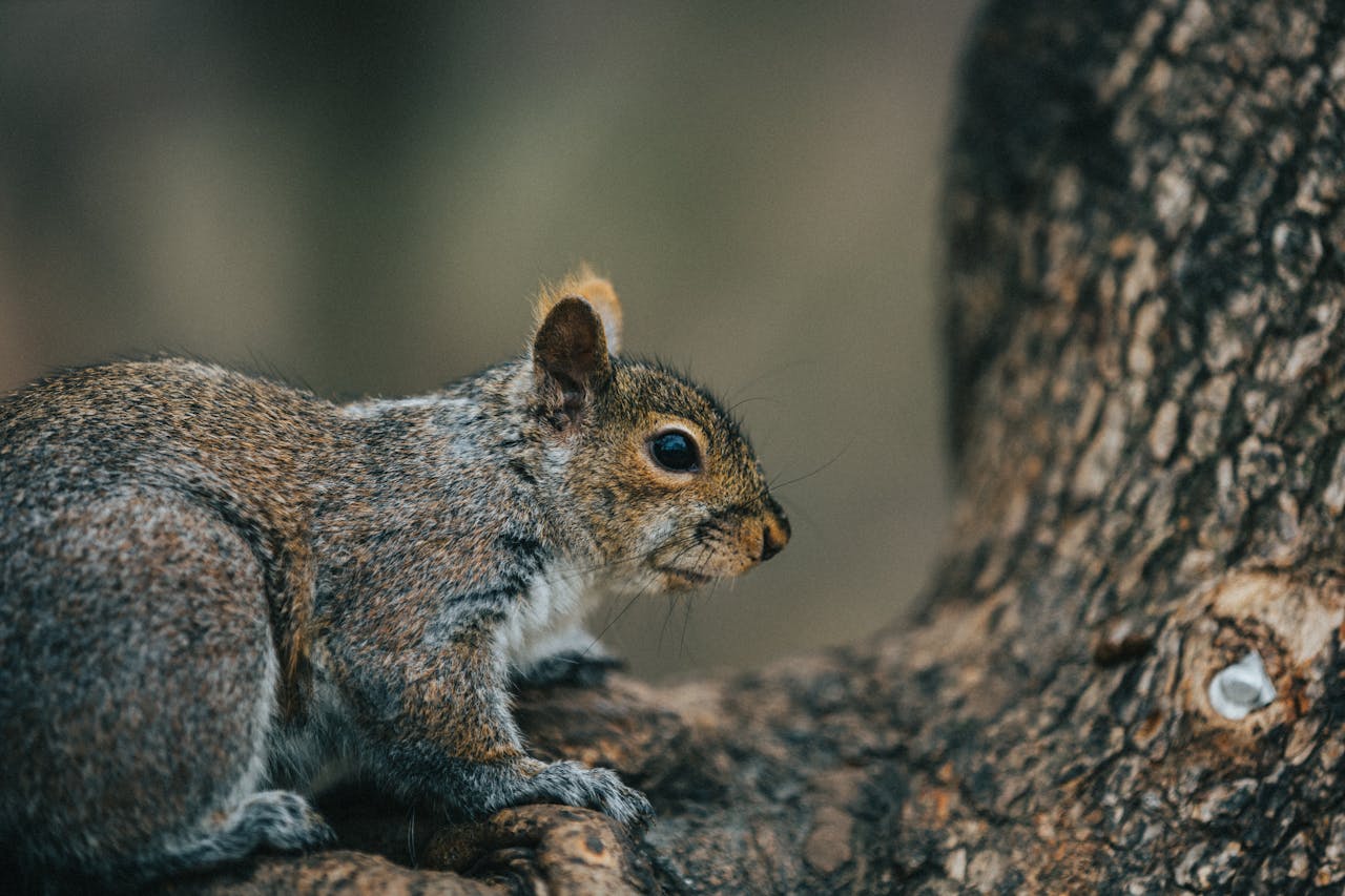 Home Detailed image of a squirrel perched on a tree in Toronto, showcasing wildlife up close.