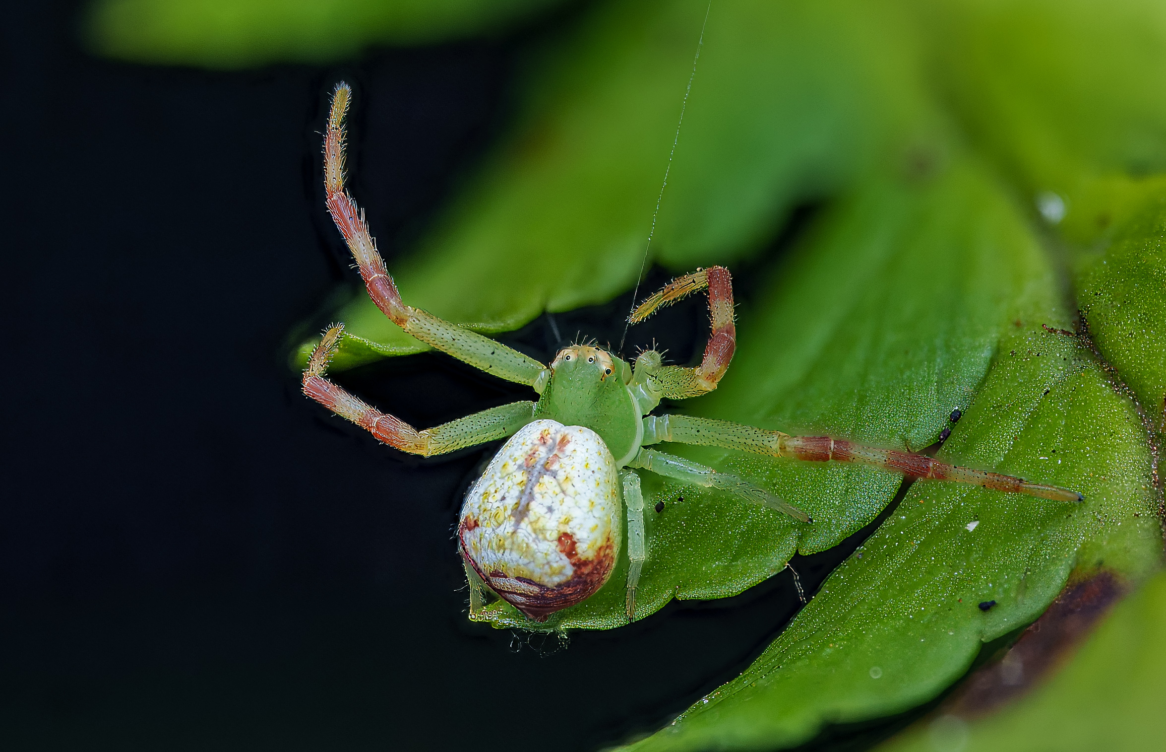 2024 08 18 02 34 01 BR3S110240817 23 29 07 A7400754 Topaz Helicon