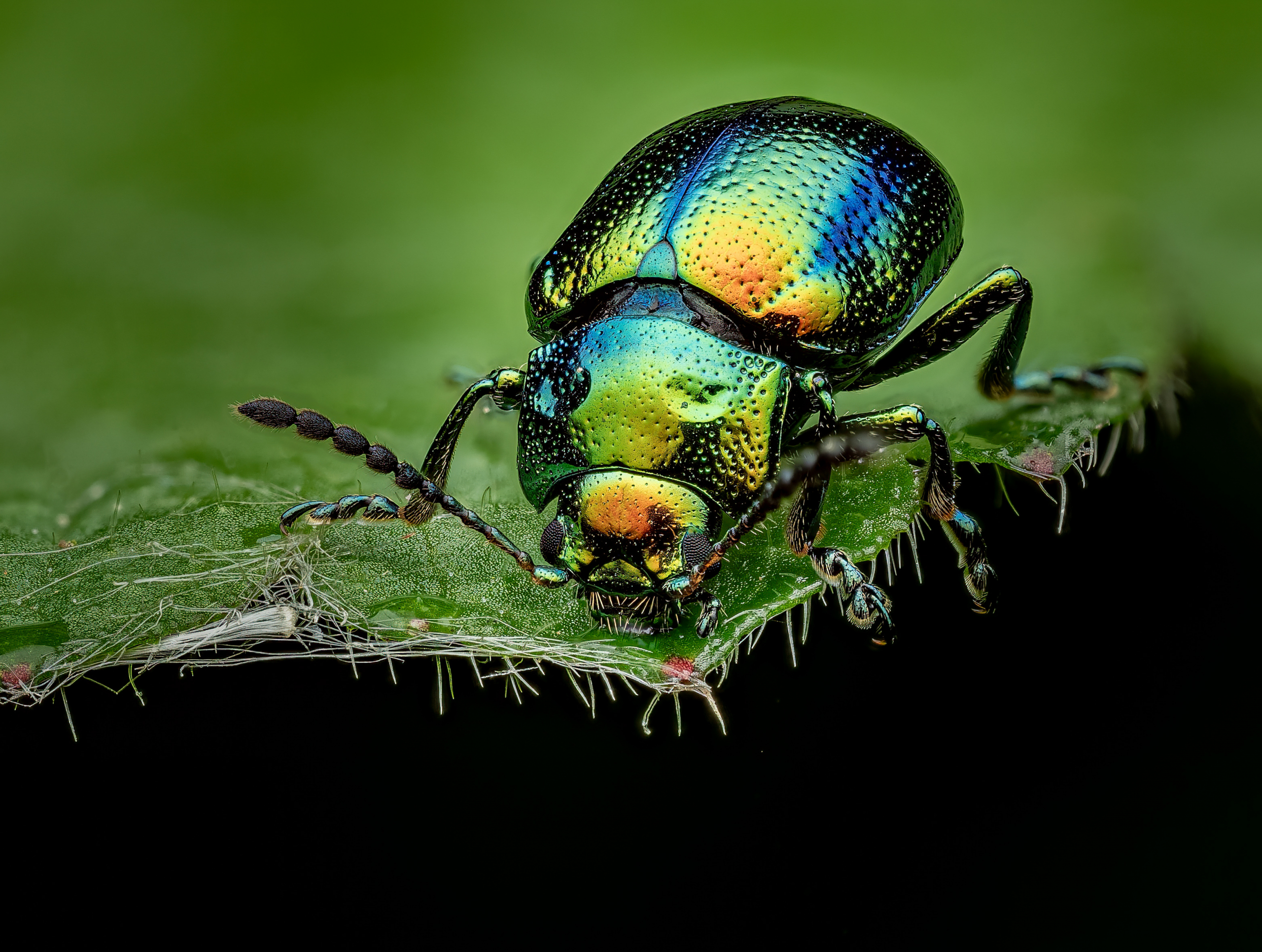 2026 05 21 00 49 21 CS127260520 22 34 33 5200809 DxO DeepPRIME XD3 Helicon Bearbeitet Scaled