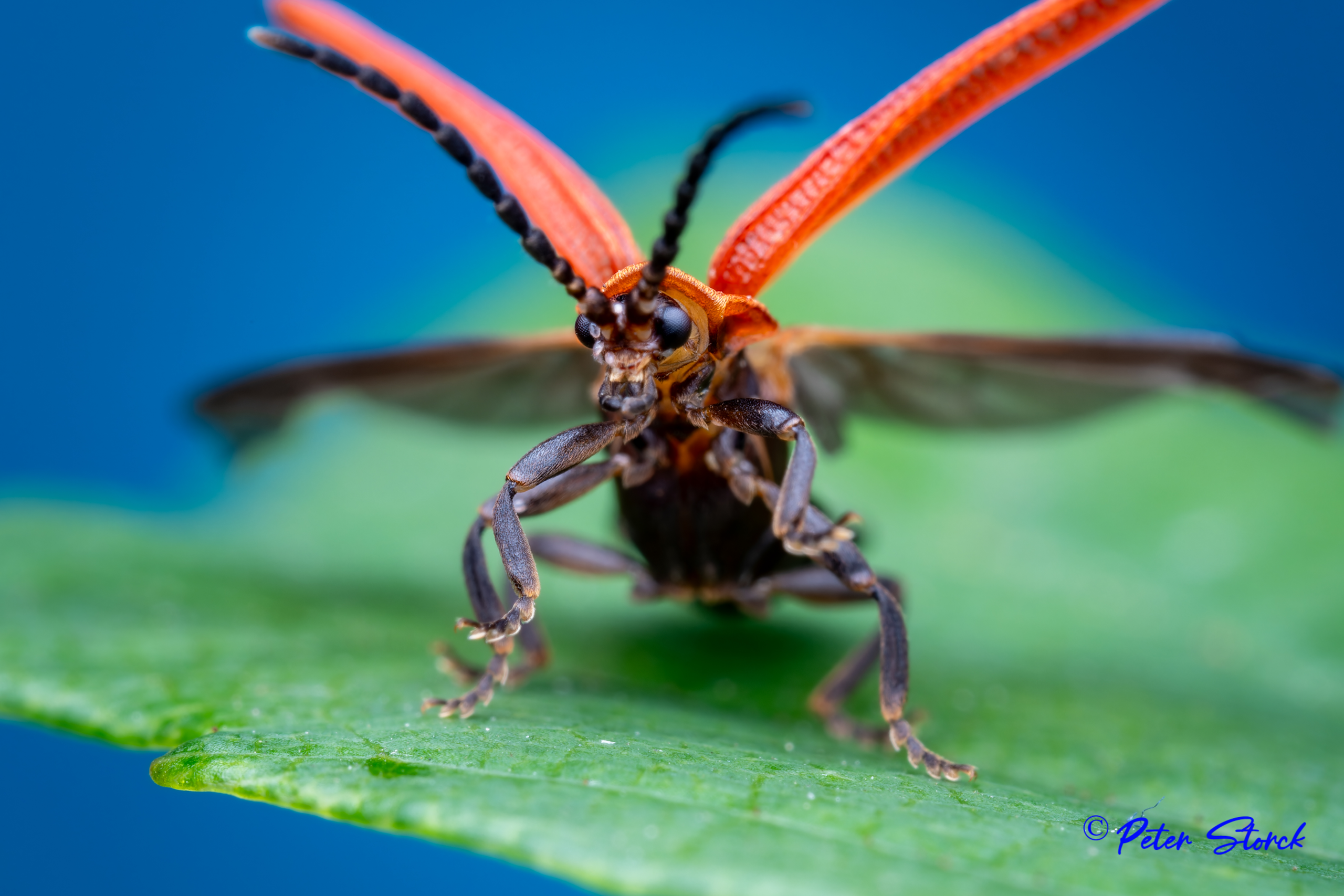 Benibotarus C