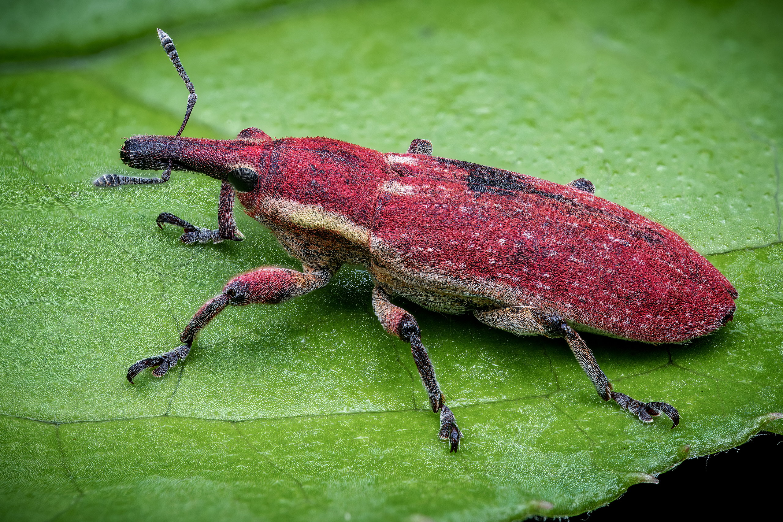Lixus Vilis5a C
