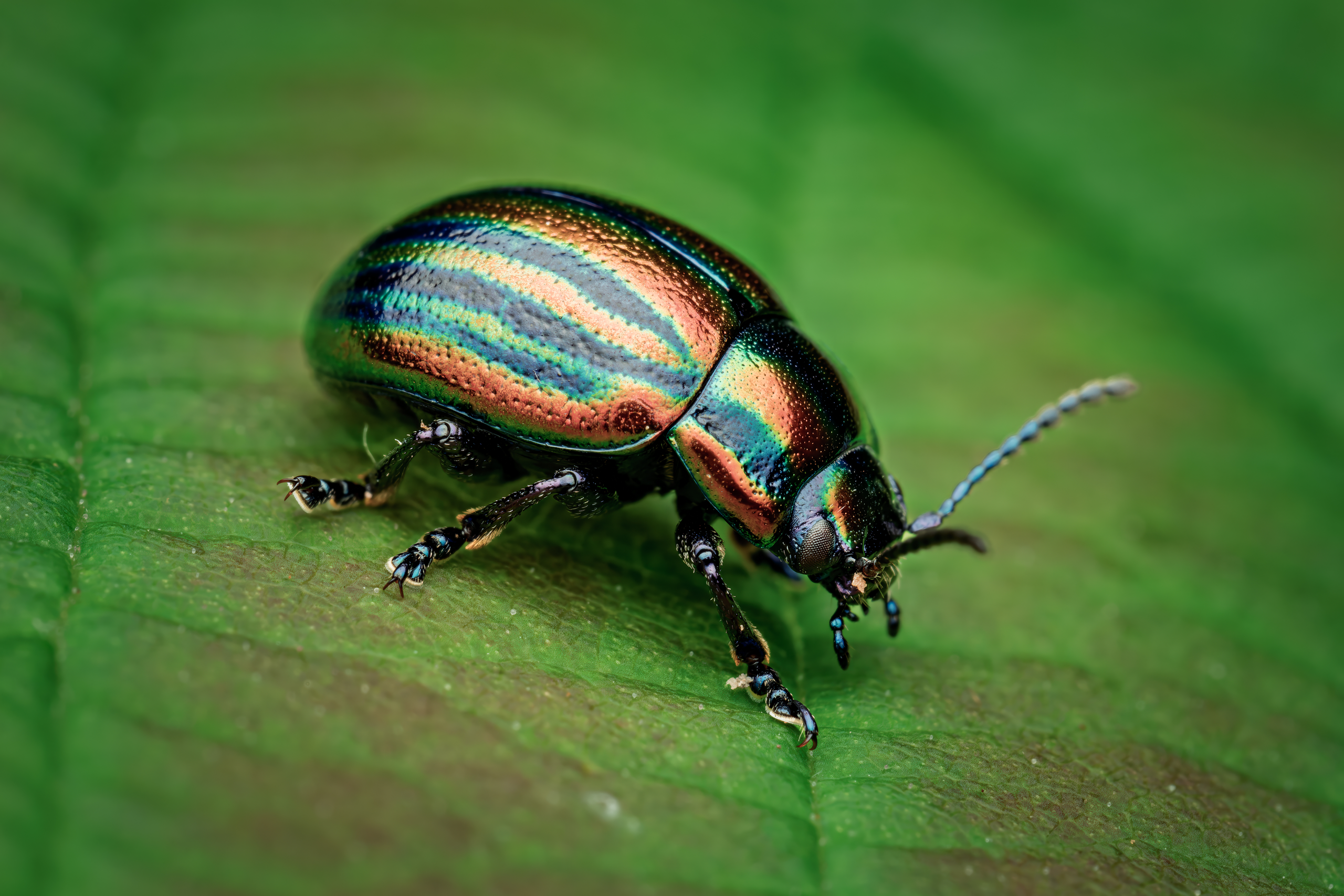 Regenbogen C